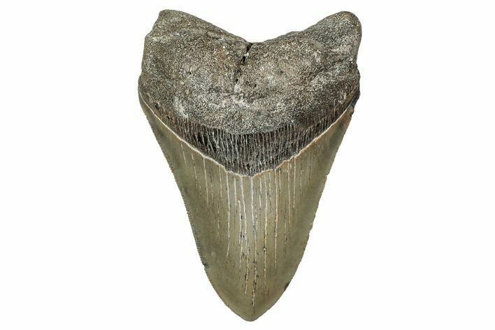 Serrated, Fossil Megalodon Tooth - North Carolina #340875
